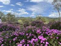 Barossa Valley 