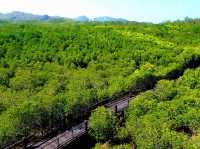 🌿 Sirinthon Peat Swamp Forest: A Backpacker’s Guide to Thailand’s Mysterious Wetland Wonder!