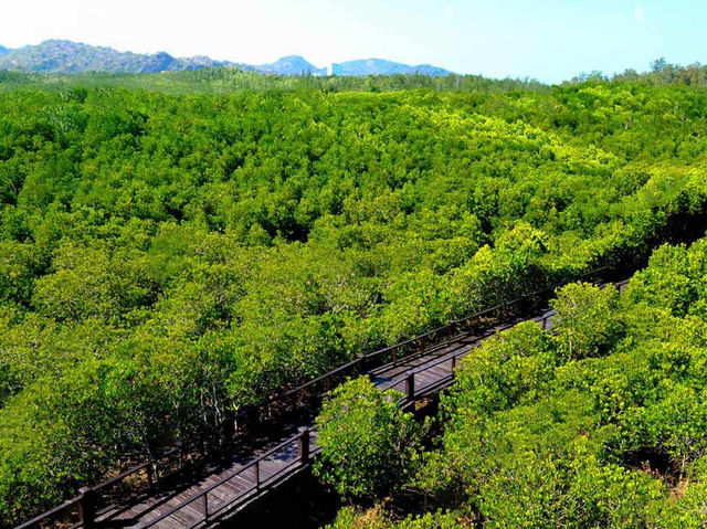 🌿 Sirinthon Peat Swamp Forest: A Backpacker’s Guide to Thailand’s Mysterious Wetland Wonder!