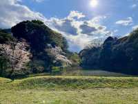 🏞️【皇居春日限定開放】趕上滿開櫻花×最後開放日！東京市中心的賞櫻驚喜體驗 🌸