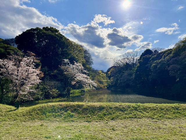 🏞️【皇居春日限定開放】趕上滿開櫻花×最後開放日！東京市中心的賞櫻驚喜體驗 🌸