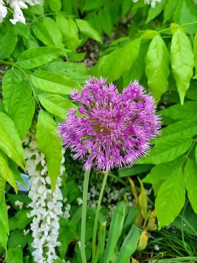 CHILLING WITH COLOURFUL BLOOMS ALL AROUND - CAN'T COMPLAIN 