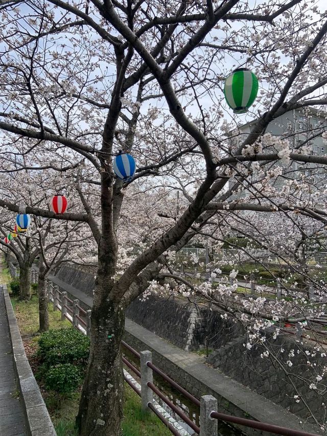 一本松川綠道，靜靜盛開的櫻花風景。