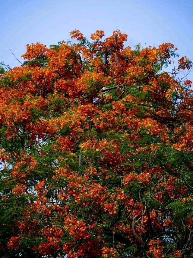 Blooms of Dhaka University: A Peaceful Pause in the Heart of the City