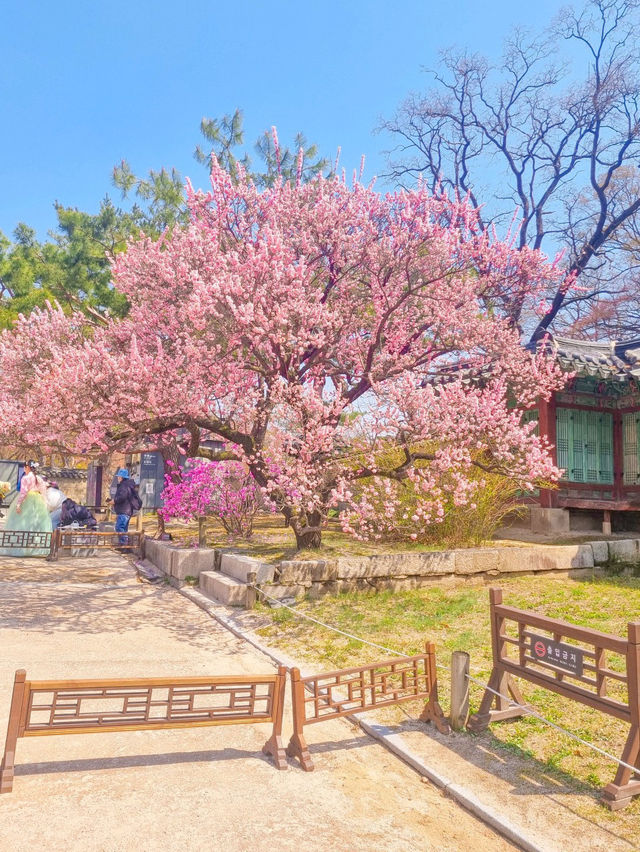 💕청덕궁 가족과 함께 거닐기 좋은 곳 🌲