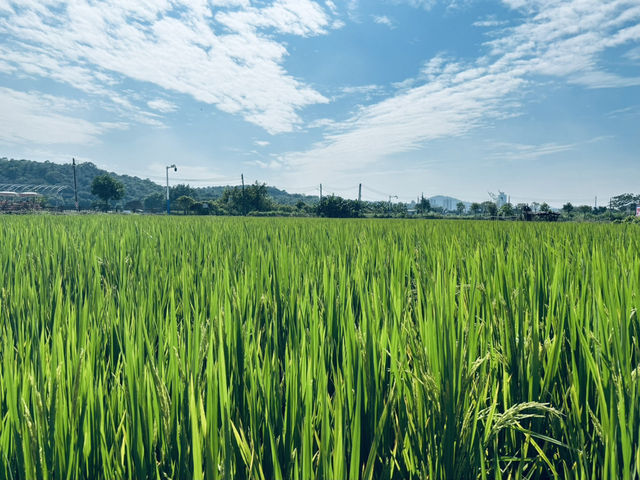 中山南朗左步村
