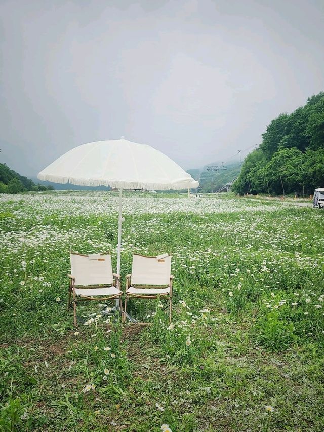 순백의 꽃세상 하이원샤스타데이지 
