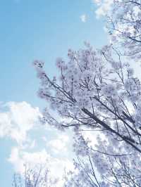 東海道新幹線：大阪去福島只需四小時
