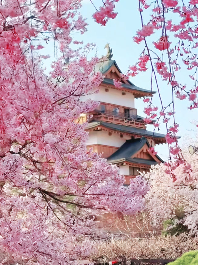 Samurai Spring at Tsuyama Castle