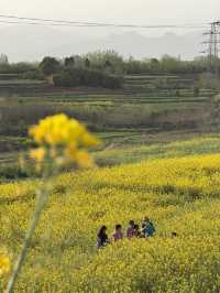 Do you know canola oil is of such pretty plants?
