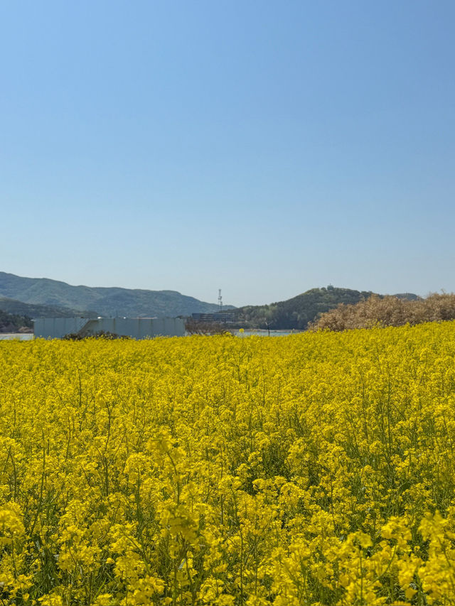 부안 유채꽃 명소 수성당 💛