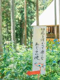 【岩手】この夏行きたい紫陽花映えスポット🩵🩵みちのくあじさい園☘️