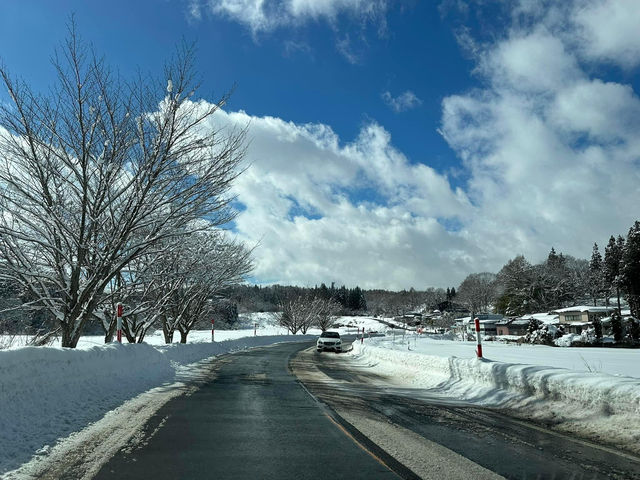 藏王雪山與浪漫仙子紫藤花