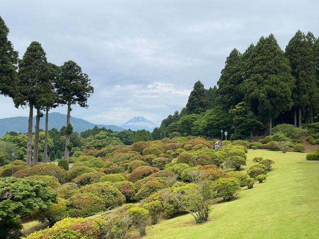 山のホテルは雰囲気が良く、素敵なバラが咲きます