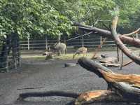 A Great Day at Shanghai Zoo