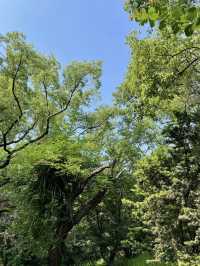 Forest Fun on the Cheap: My Visit to Gongqing Forest Park, Shanghai