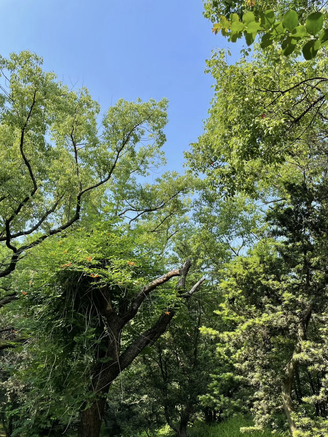 Forest Fun on the Cheap: My Visit to Gongqing Forest Park, Shanghai