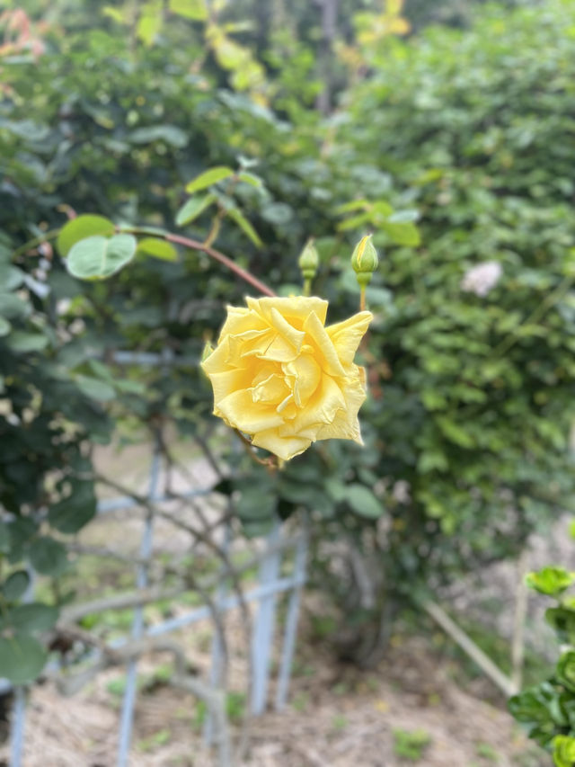 📚【鎌倉・鎌倉文学館】文豪たちが愛した洋館と四季のばら園を歩く旅