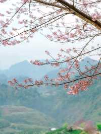 ไร่ชา2000 
