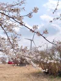 🌸濟州十公里風車花路🌼