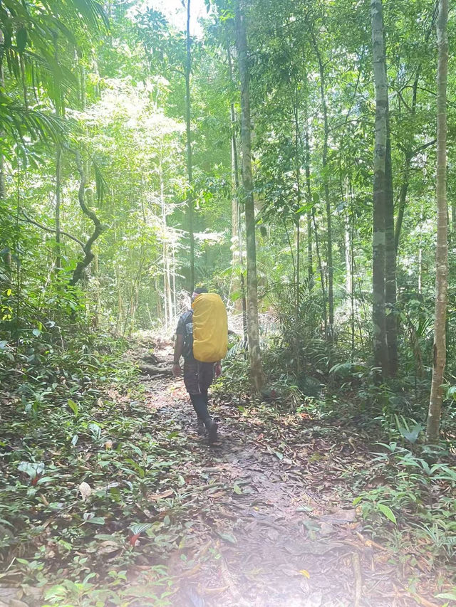 Into the Heart of Taman Negara 🌿⛰️