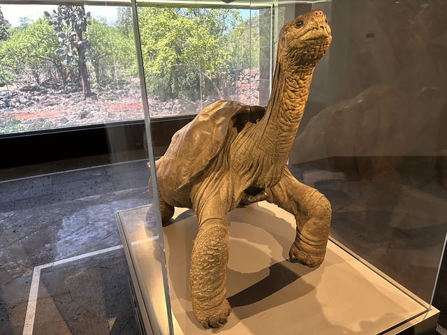 【チャールズ・ダーウィン研究所｜進化の宝庫＆ガラパゴス保全の最前線🐢】
