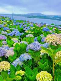 濟州城山日出峰⛰️繡球花盛開💙💜