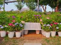 As sunset approaches, the hydrangeas blossomed in glarrung colors