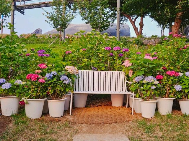 As sunset approaches, the hydrangeas blossomed in glarrung colors