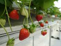 🍓 Berry Fun at Chura Ichigo Itoman House – Strawberry Picking in Okinawa!