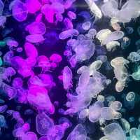 สถาบันวิทยาศาสตร์ทางทะเล มหาวิทยาลัยบูรพา 🐟🐠🐡🎏