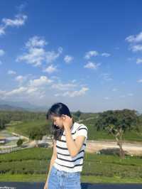 ไร่ชาฉุยฟง  บรรยกาศดีมาก จังหวุดเชียงราย