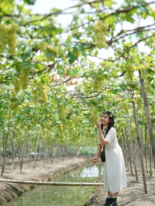 เก็บองุ่นจากต้นที่สวนองุ่นบ้านแพ้ว