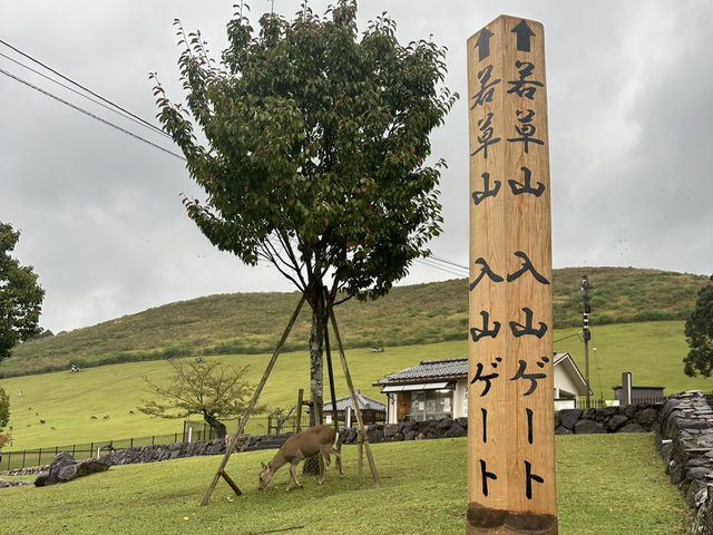 若草山：在奈良的自然懷抱中，享受壯麗的景色與心靈的寧靜！