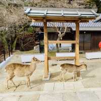 日本散策：古都奈良，與神的使者相遇