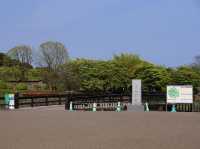 🌸 Walking Through History: A Peaceful Stroll at Goryōkaku Park