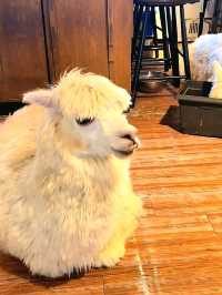 David & Alpaca Café: Coffee, Cuddles and Cuties in Taipei
