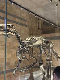 Walking With Dinosaurs At London’s Natural History Museum 