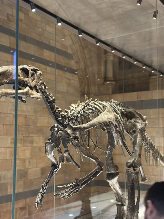 Walking With Dinosaurs At London’s Natural History Museum 
