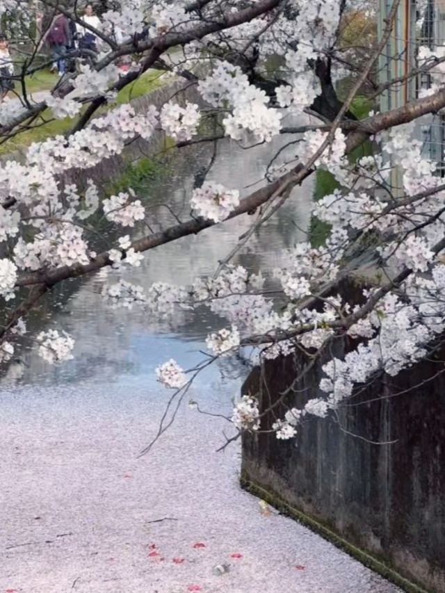 京都必去景點（七）哲學之道⛩️京都漫步  
