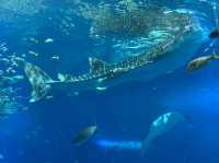 沖繩景點行程分享 必遊水族館 美國村 