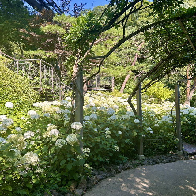 사람과 자연이 교감할 수 있는 곳, 경기 광주 화담숲 🌿