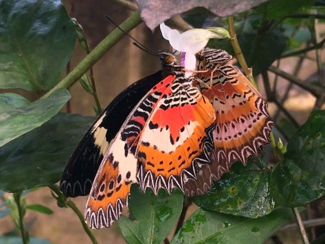 🦋【Butterfly Wonderland Genting】