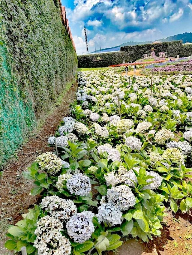 萬清花村