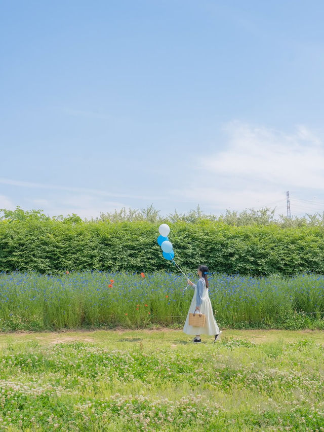 (실시간) 파란 물결 시작된 아그로랜드🌿💙