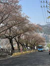 Deokcheon Cherry Blossom Road – อุโมงค์ซากุระ 🌸