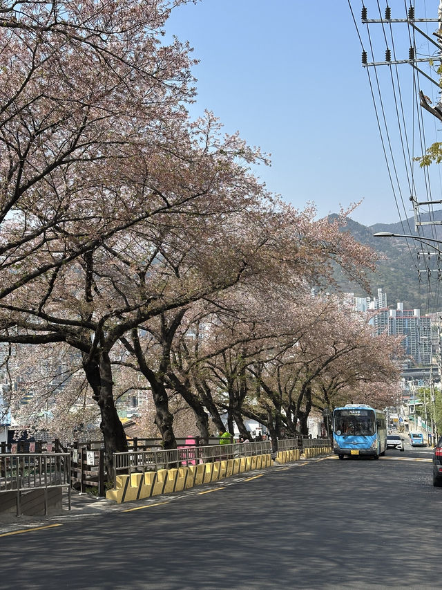 Deokcheon Cherry Blossom Road – อุโมงค์ซากุระ 🌸