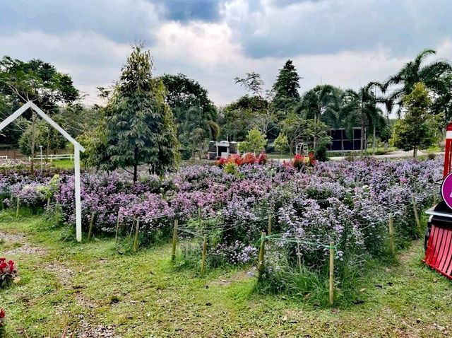 宋卡花卉農場