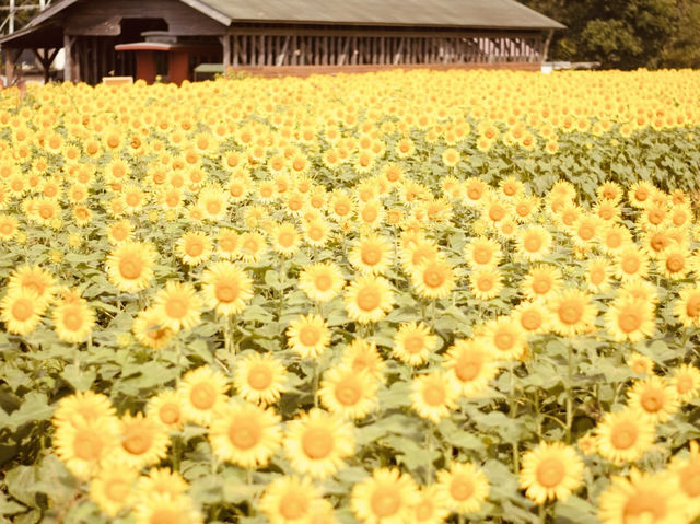 🐄🌿 *Narita Dream Dairy Farm (成田ゆめ牧場): A Day Trip of Cow Cuddles & Ice Cream* 🍦💛