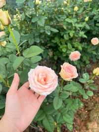 สวนกุหลาบสุดโรแมนติก ชิดขอบฟ้า~ เชียงใหม่